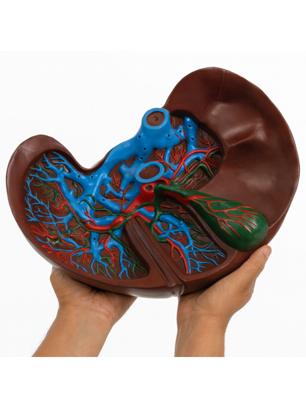 Giant Sized Human Liver Model - Myaskro