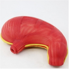 Giant Sized Human Stomach Model - Myaskro