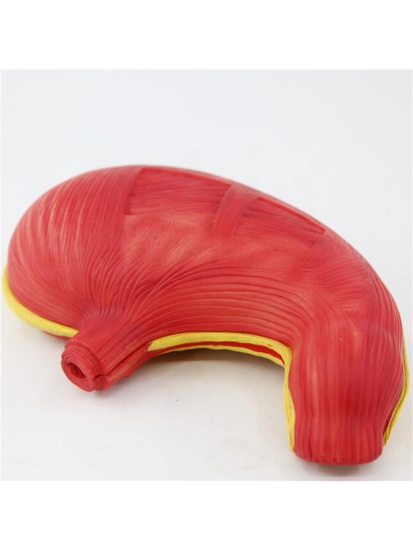 Giant Sized Human Stomach Model - Myaskro