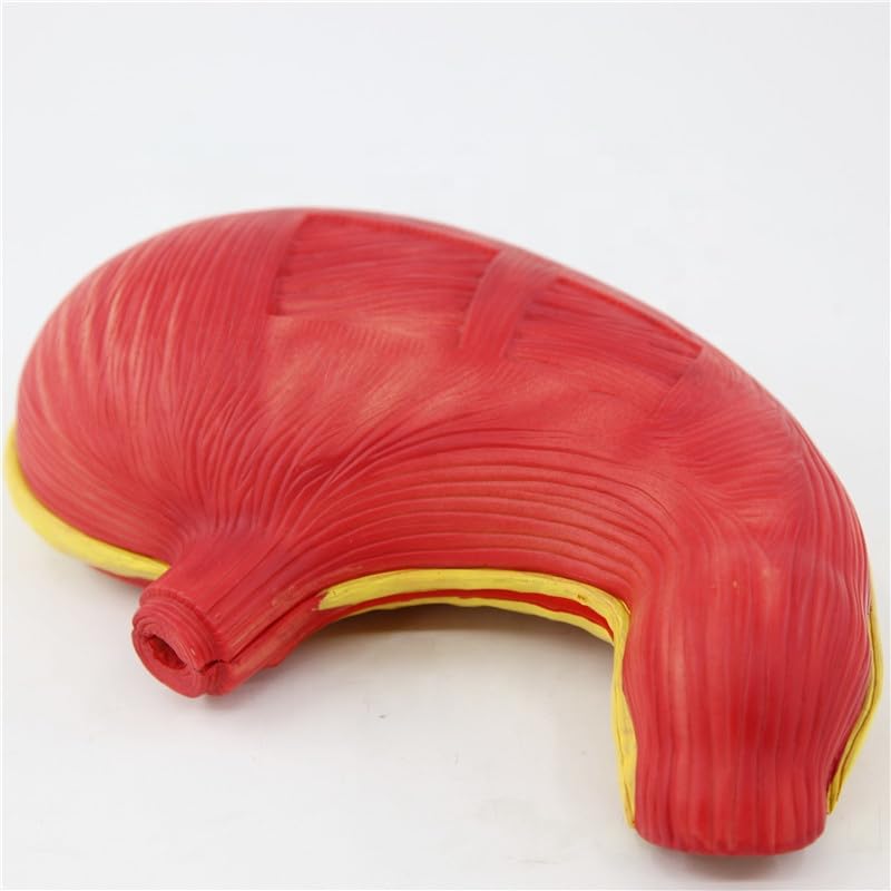Giant Sized Human Stomach Model - Myaskro