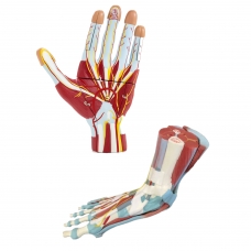 MYASKRO Hand & Foot Anatomy Model Set