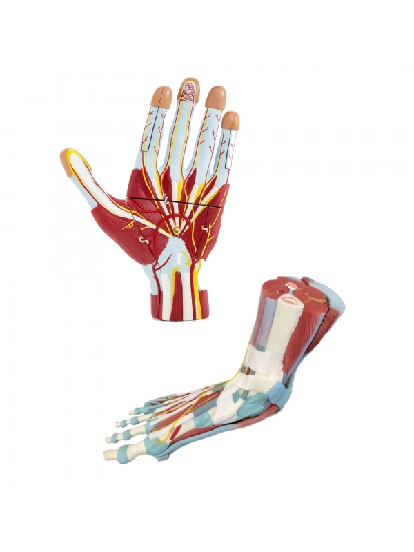 MYASKRO Hand & Foot Anatomy Model Set