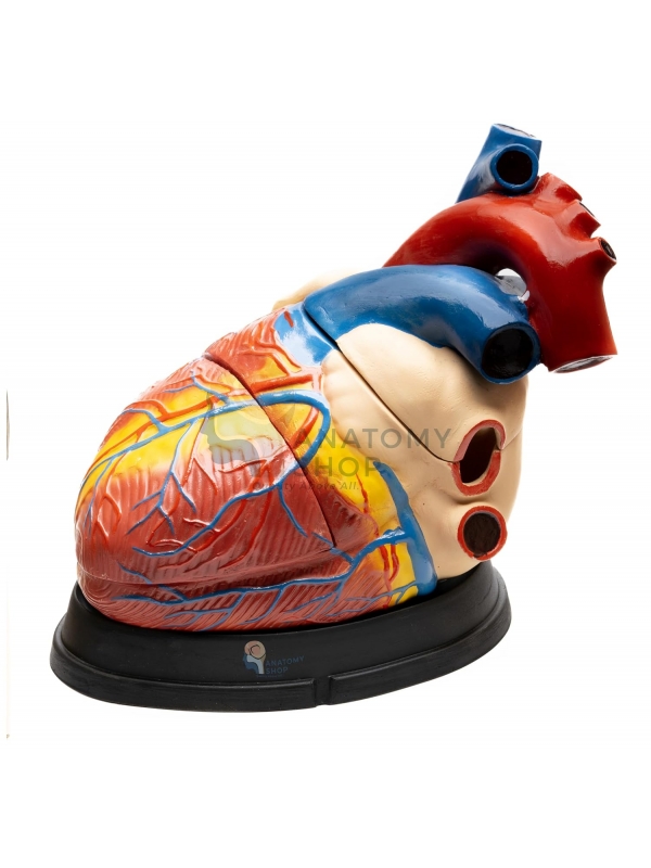 Jumbo Heart Model (Enlarged)