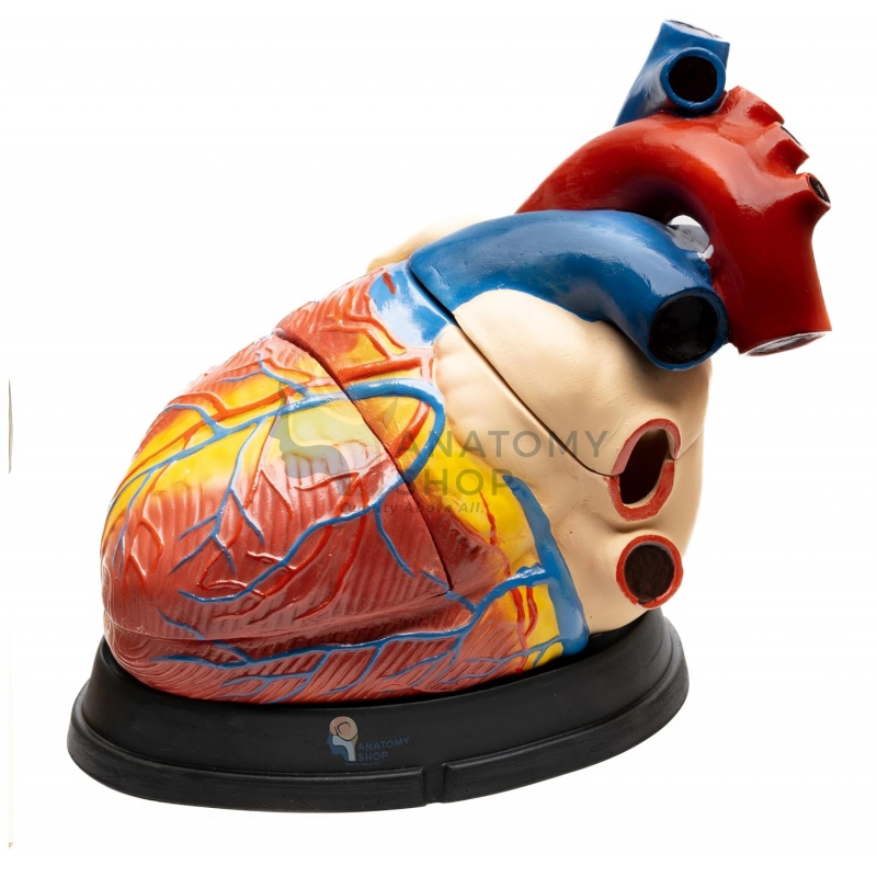 Jumbo Heart Model (Enlarged)