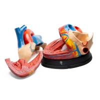 Jumbo Heart Model (Enlarged)