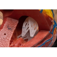 Jumbo Heart Model (Enlarged)