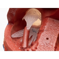 Jumbo Heart Model (Enlarged)