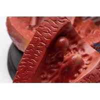 Jumbo Heart Model (Enlarged)