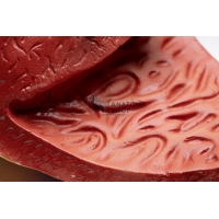 Jumbo Heart Model (Enlarged)