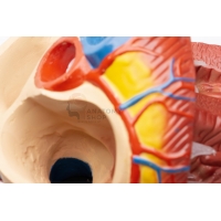 Jumbo Heart Model (Enlarged)