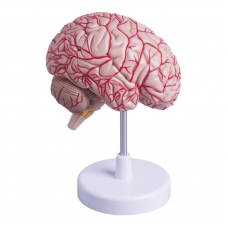 MYASKRO Half Brain Model — Life-Size, Medial Section with Superficial Arteries