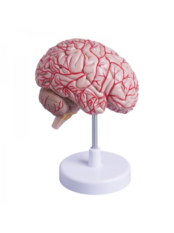 MYASKRO Half Brain Model — Life-Size, Medial Section with Superficial Arteries