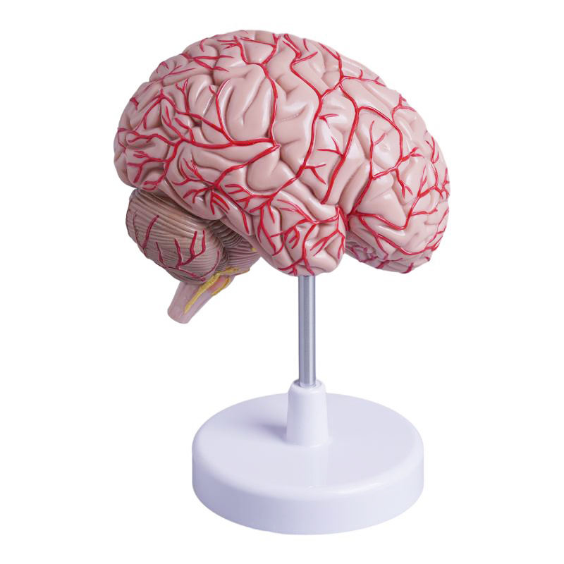 MYASKRO Half Brain Model — Life-Size, Medial Section with Superficial Arteries