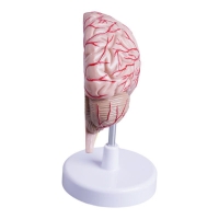 MYASKRO Half Brain Model — Life-Size, Medial Section with Superficial Arteries