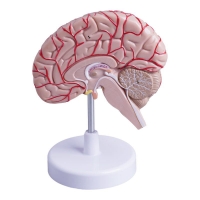 MYASKRO Half Brain Model — Life-Size, Medial Section with Superficial Arteries