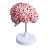 MYASKRO Half Brain Model — Life-Size, Medial Section with Superficial Arteries
