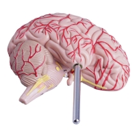 MYASKRO Half Brain Model — Life-Size, Medial Section with Superficial Arteries