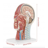 Half Head Anatomical Model Realistic And Precise Details - MYASKRO