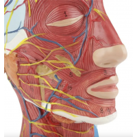 Half Head Anatomical Model Realistic And Precise Details - MYASKRO