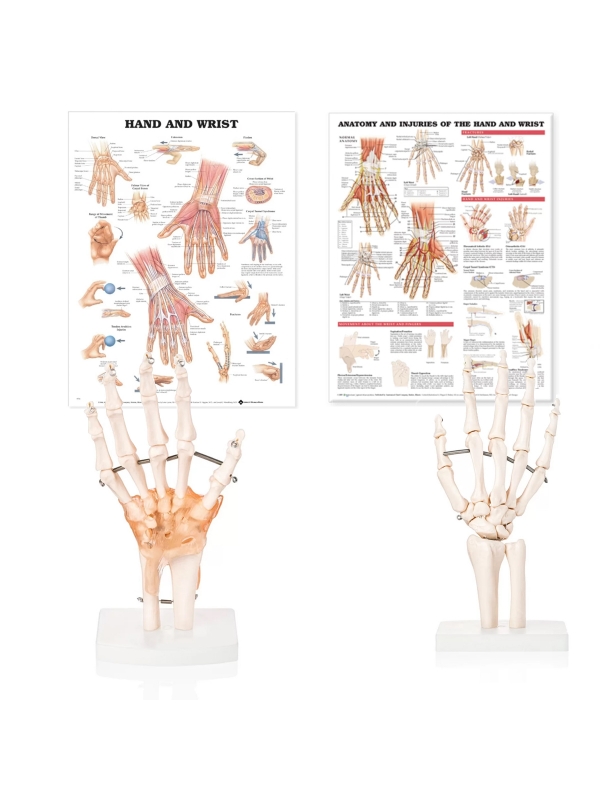 Hand & Wrist Anatomy & Pathology Bundle - Myaskro
