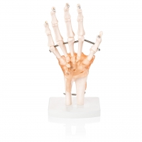 Upper Limb Patient Education Bundle — MYASKRO