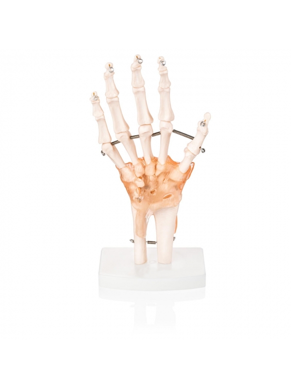Hand Joint Model Premium Quality With Ligaments