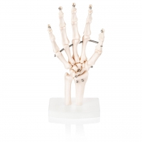 Hand Joint Model For Anatomical Studies