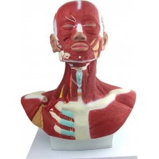 Head, Neck & Chest Muscle Anatomical Model (Life-size)
