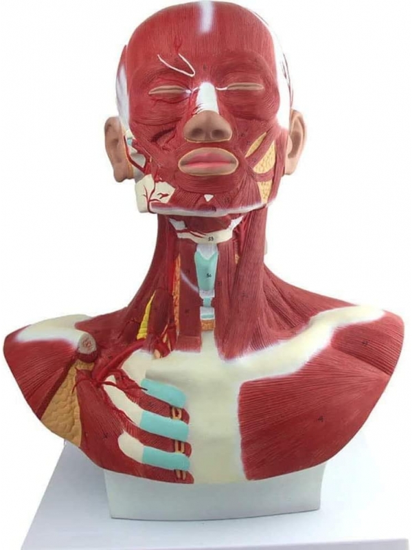 Head, Neck & Chest Muscle Anatomical Model (Life-size)