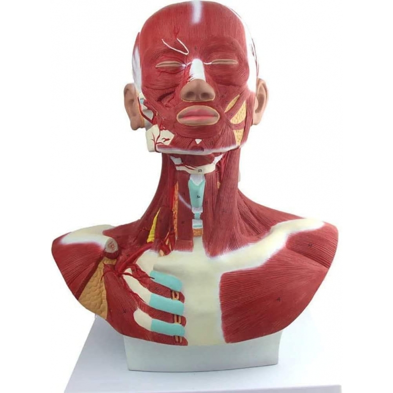 Head, Neck & Chest Muscle Anatomical Model (Life-size)