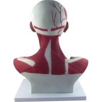 Head, Neck & Chest Muscle Anatomical Model (Life-size)
