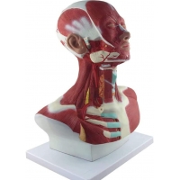 Head, Neck & Chest Muscle Anatomical Model (Life-size)