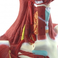 Head, Neck & Chest Muscle Anatomical Model (Life-size)