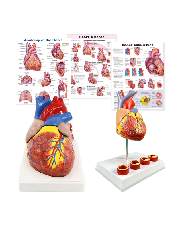 Heart Anatomy & Pathology Bundle - Myaskro