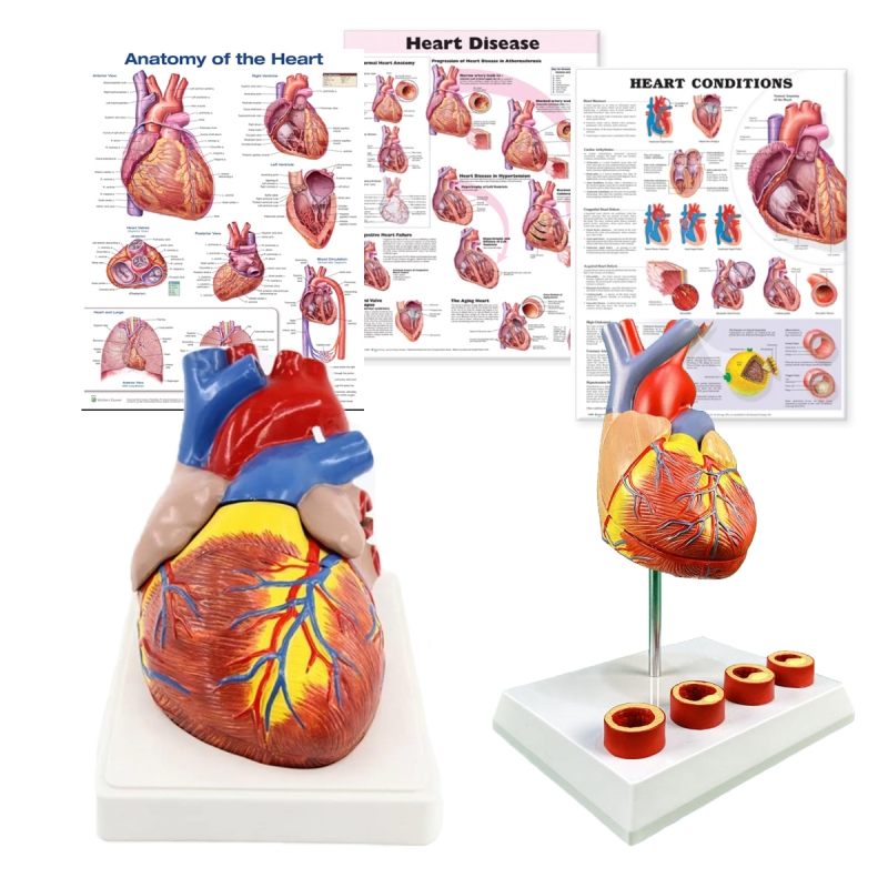 Heart Anatomy & Pathology Bundle - Myaskro