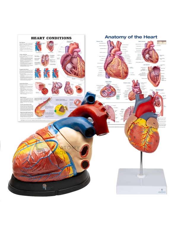 Heart Anatomy Bundle - Myaskro