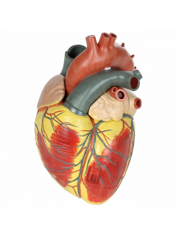 Heart Model – Giant Sized, Ultra Premium (3× Life-Size, 3-Part) | Myaskro