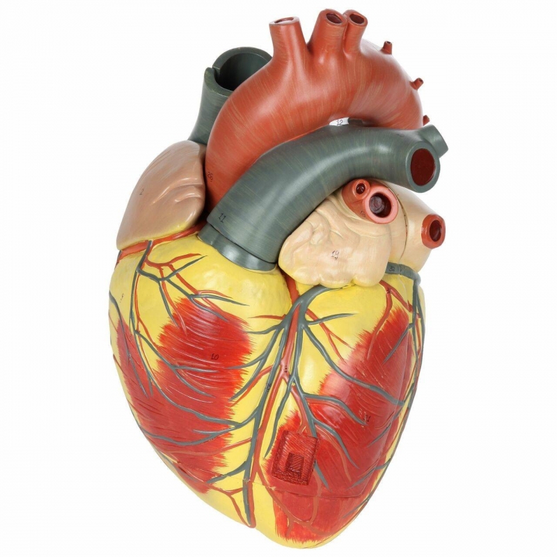 Heart Model – Giant Sized, Ultra Premium (3× Life-Size, 3-Part) | Myaskro