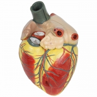 Heart Model – Giant Sized, Ultra Premium (3× Life-Size, 3-Part) | Myaskro