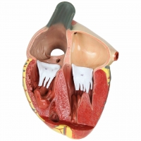 Heart Model – Giant Sized, Ultra Premium (3× Life-Size, 3-Part) | Myaskro