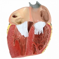 Heart Model – Giant Sized, Ultra Premium (3× Life-Size, 3-Part) | Myaskro