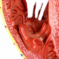 Heart Model – Giant Sized, Ultra Premium (3× Life-Size, 3-Part) | Myaskro