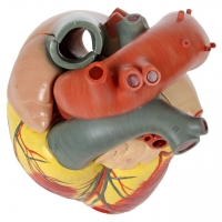 Heart Model – Giant Sized, Ultra Premium (3× Life-Size, 3-Part) | Myaskro