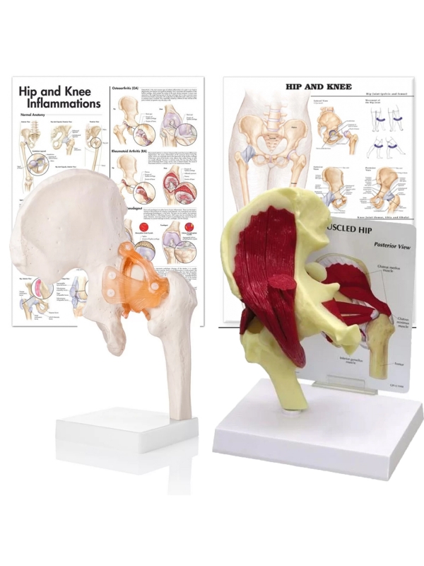 Hip Anatomy & Pathology Bundle — MYASKRO