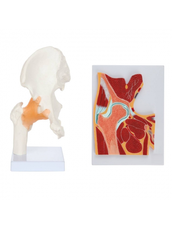 Myaskro Hip Joint & Cross Section Model Bundle | Anatomy Shop