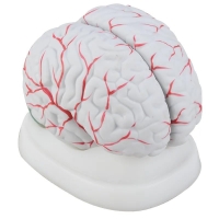 Secondary School Anatomy Models & Charts Bundle– Complete Teaching Set for Students & Teachers