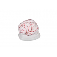Brain Model With Arteries - Can Be Dissembled Into 8 Parts For In-Depth Study, Premium Quality