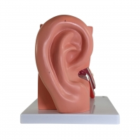Ear Model (Enlarged Size) - MYASKRO