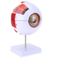 Human Eye Model (6 Times Enlarged) With 7 Dissectible Parts - Myaskro®