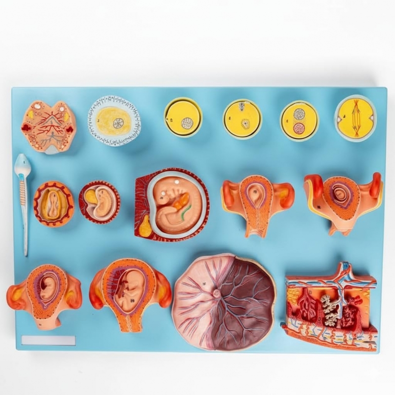 Human Fertilization & Early Embryogeny Model – Myaskro